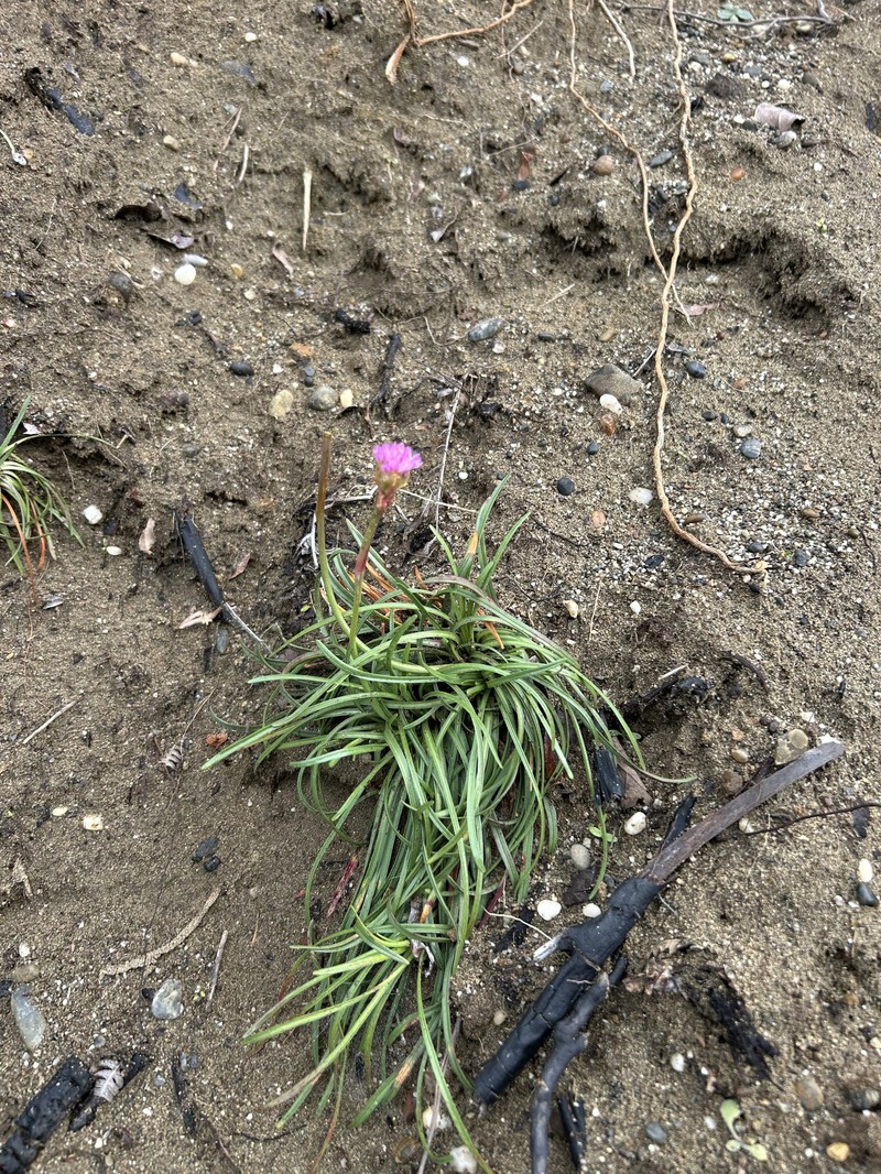 Armeria maritima subsp. californica