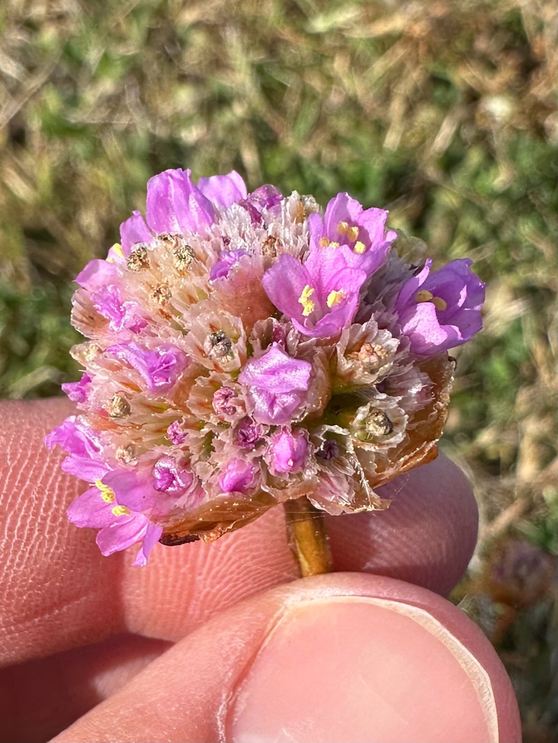 Armeria maritima subsp. californica photo 2