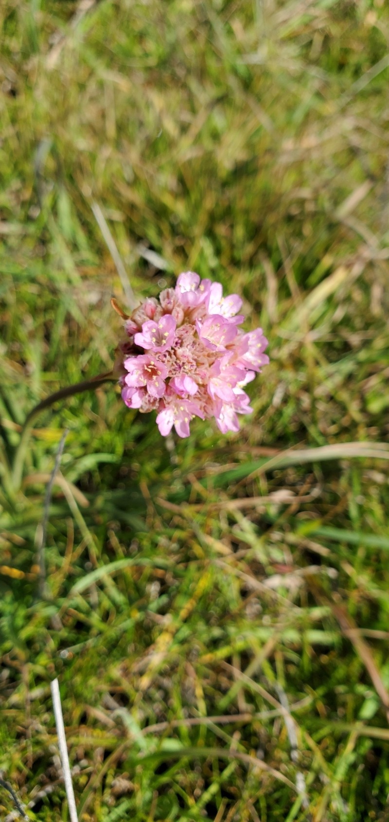 Armeria maritima subsp. californica photo 3