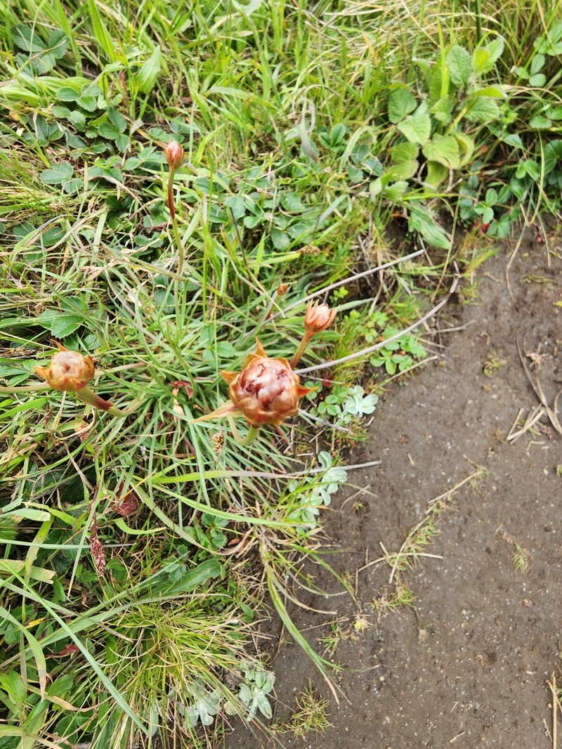 Armeria maritima subsp. californica photo 4