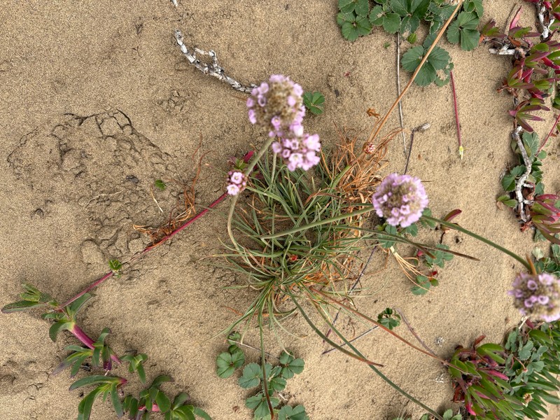 Armeria maritima subsp. californica photo 5