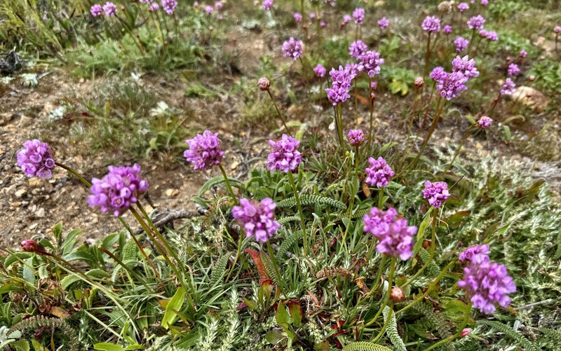 Armeria maritima subsp. californica photo 6