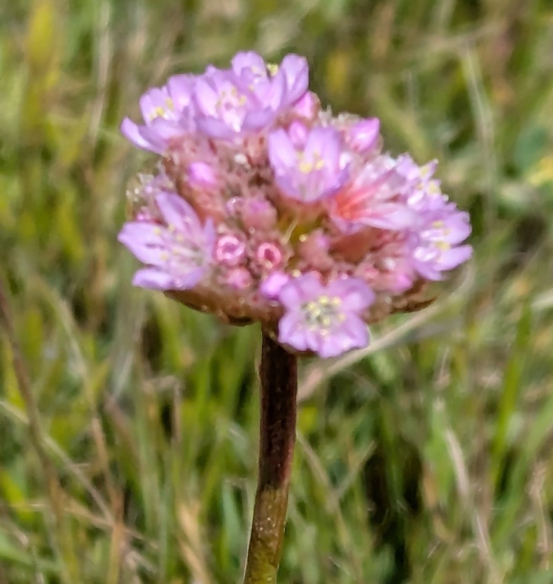Armeria maritima subsp. californica photo 7