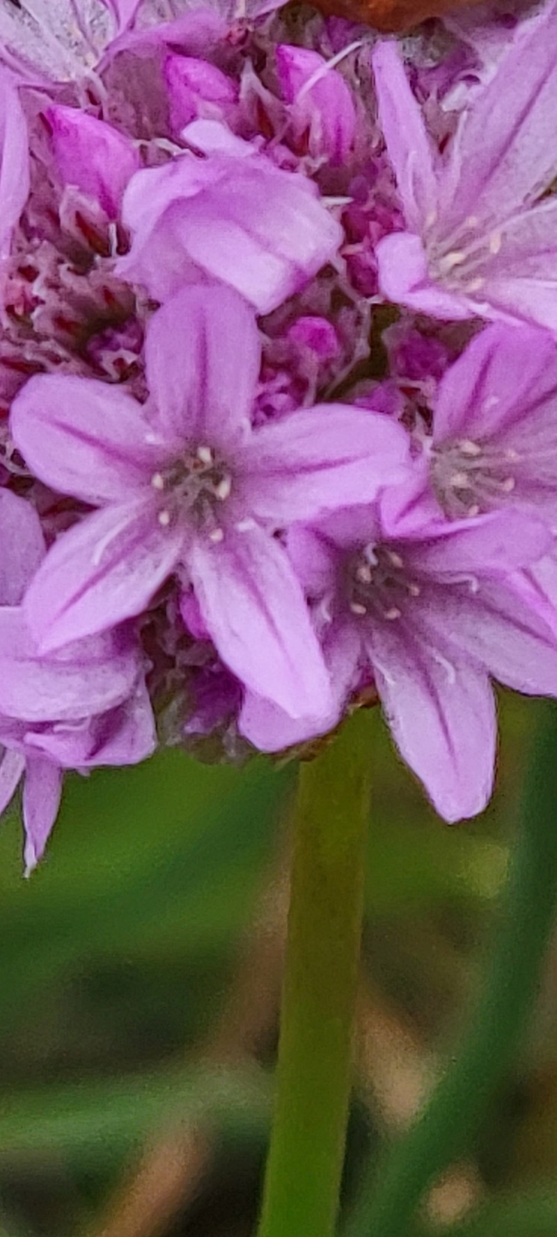 Armeria maritima subsp. californica photo 8