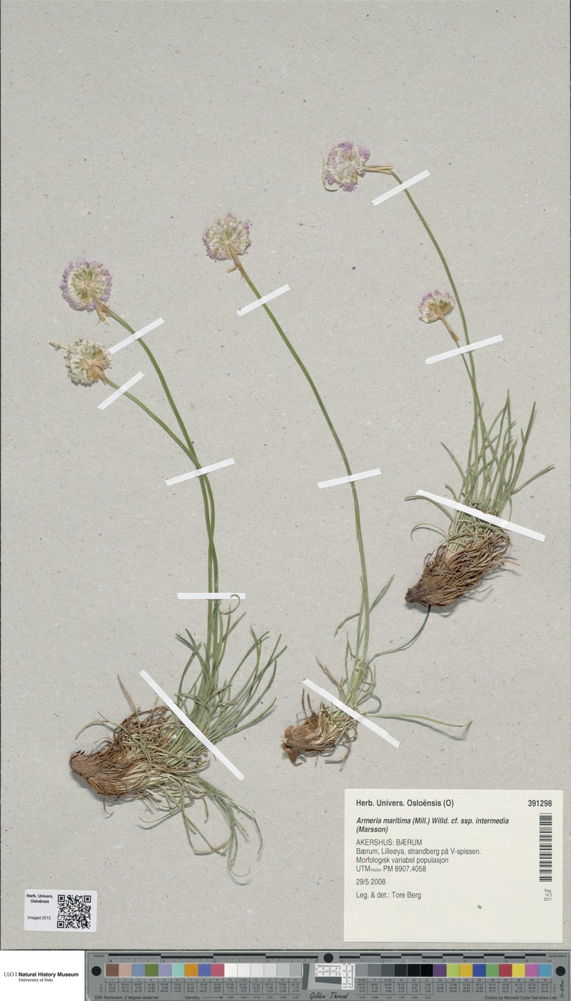Armeria maritima subsp. intermedia