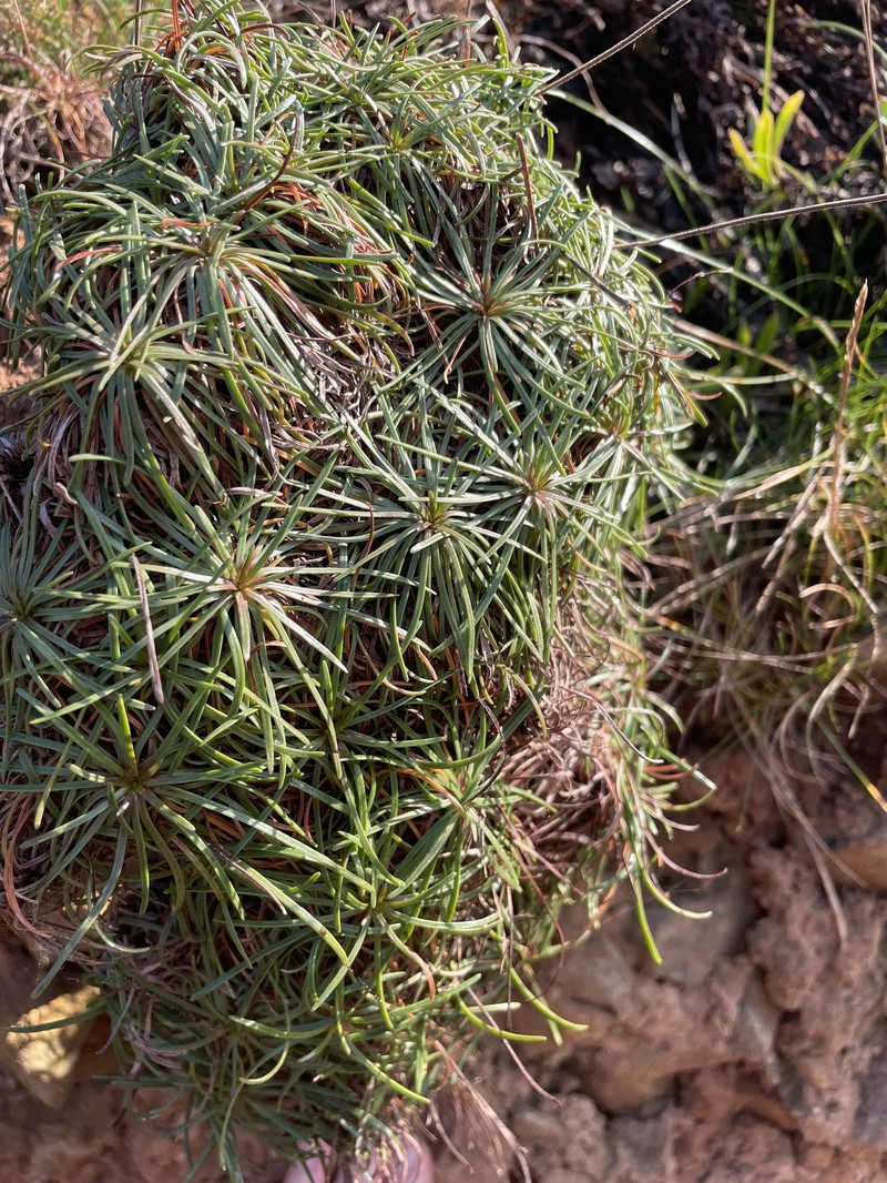Armeria maritima subsp. maritima photo 2