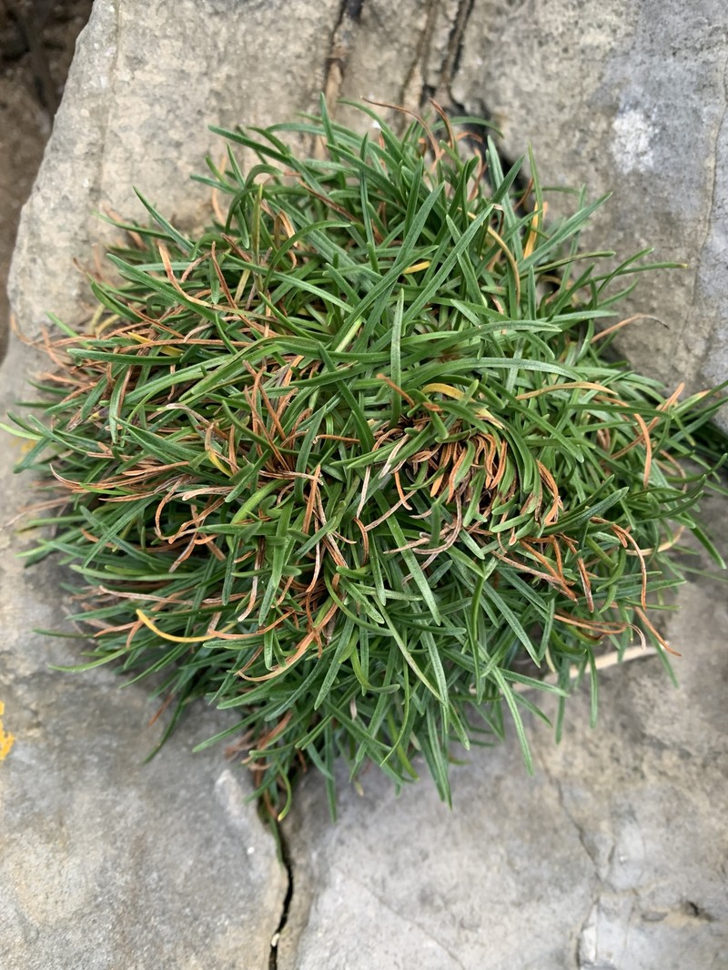 Armeria maritima subsp. maritima photo 3