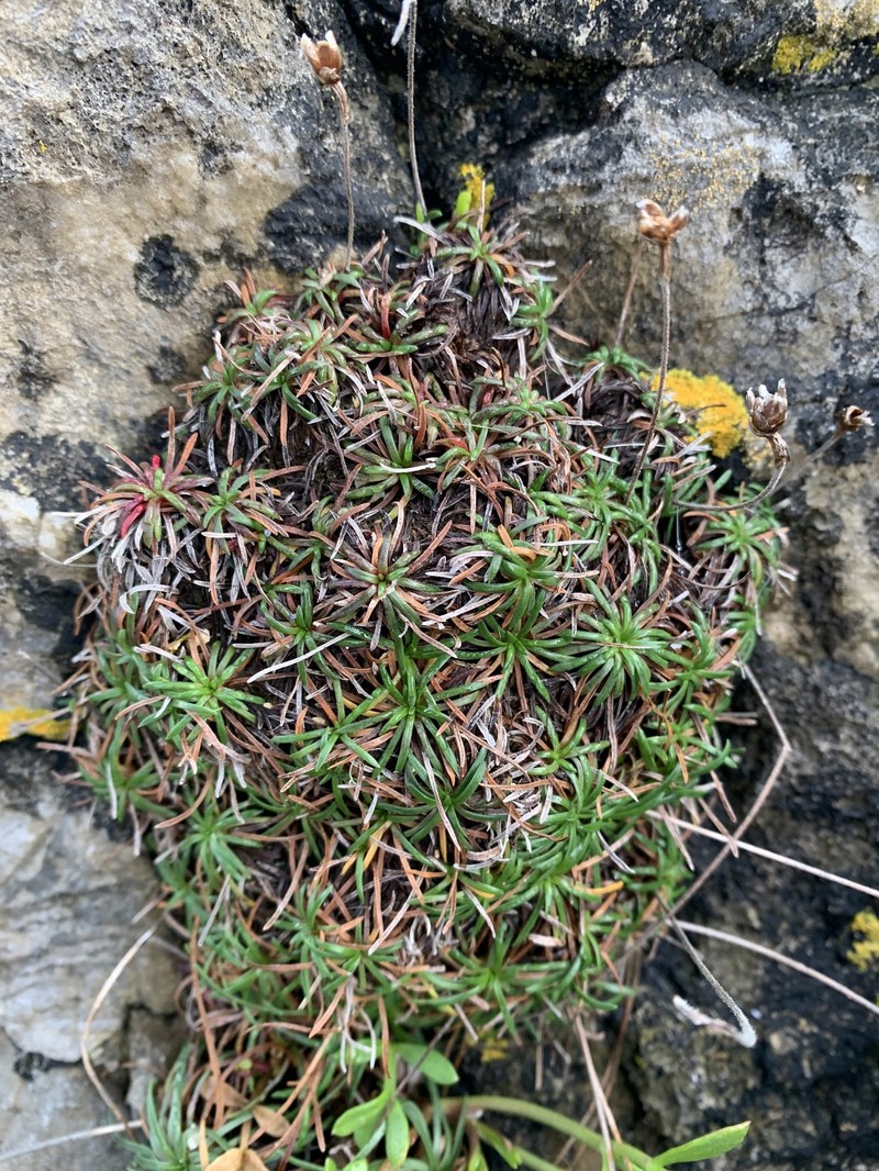 Armeria maritima subsp. maritima photo 4
