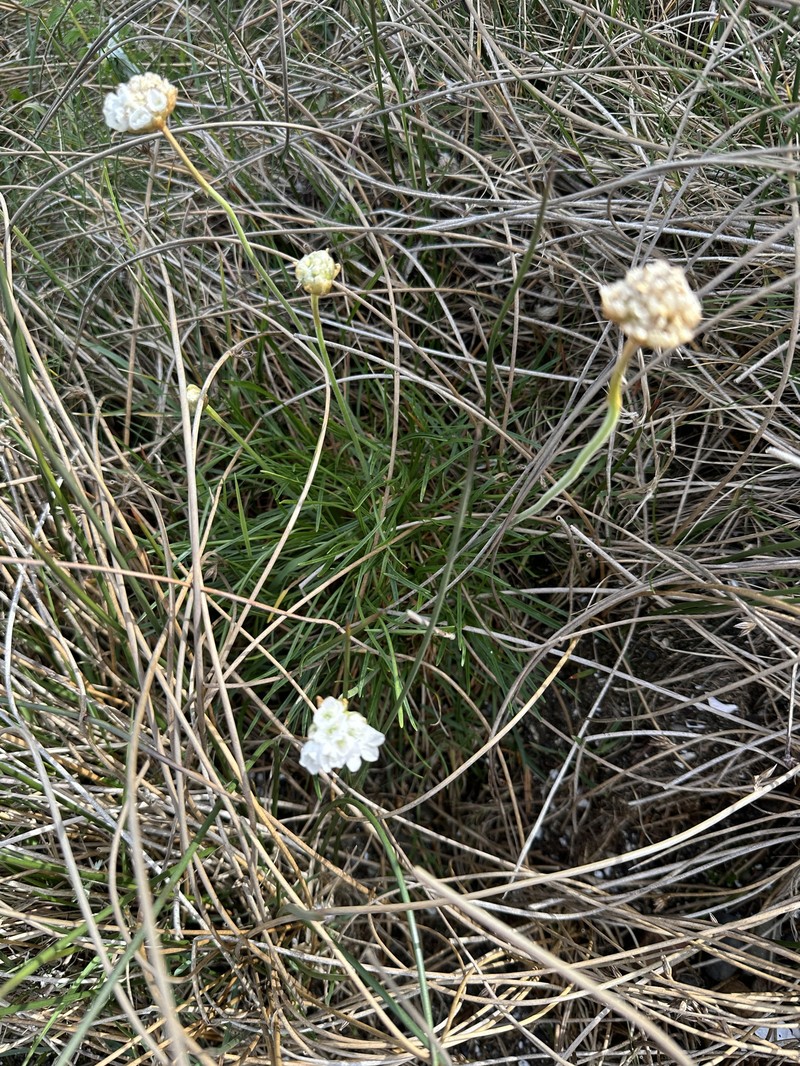 Armeria maritima subsp. maritima photo 5