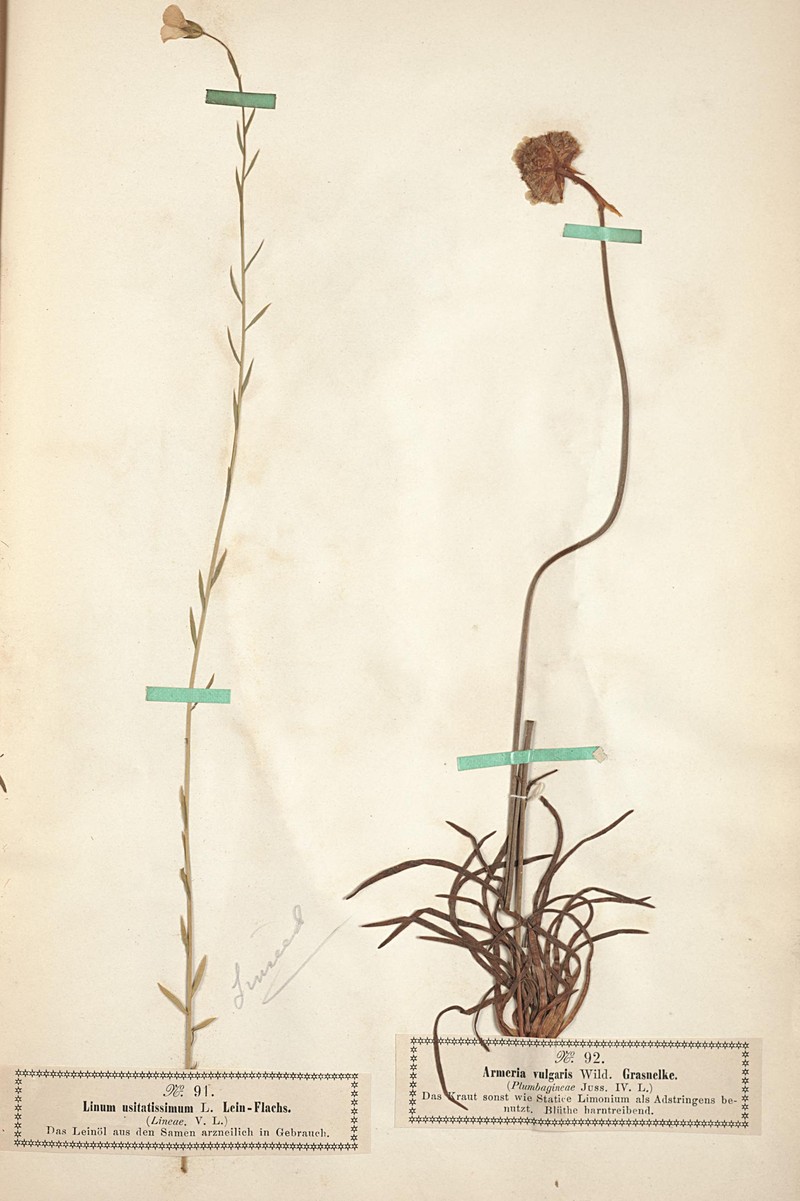 Armeria maritima subsp. maritima