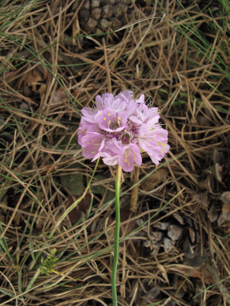 Armeria maritima subsp. maritima photo 6
