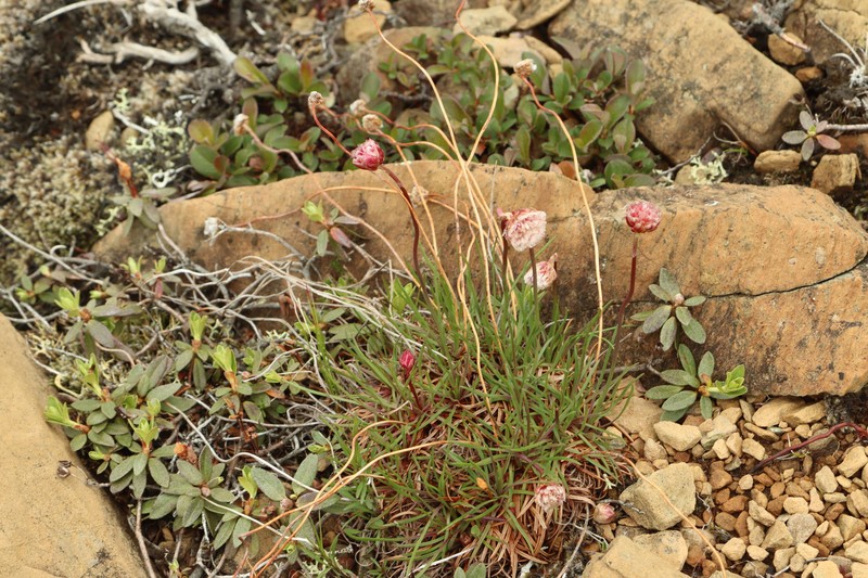 Armeria maritima subsp. sibirica