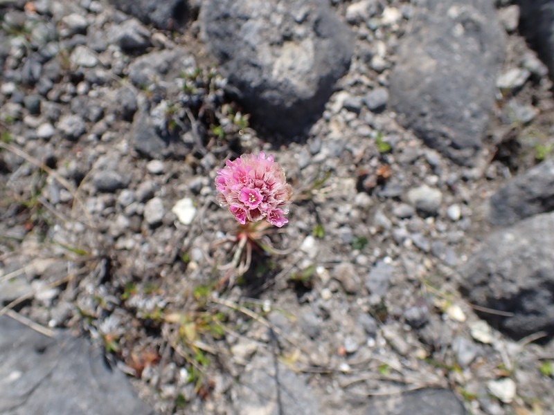 Armeria maritima subsp. sibirica photo 2