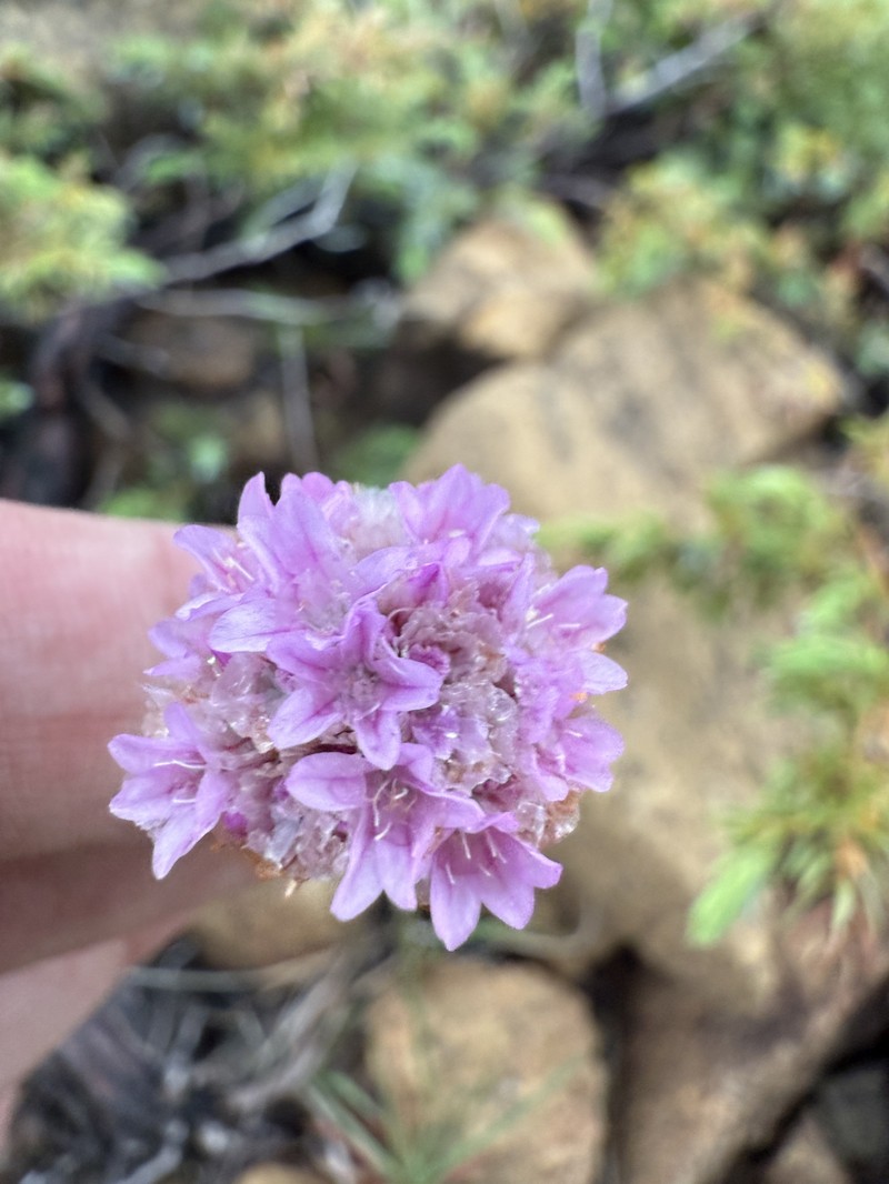 Armeria maritima subsp. sibirica photo 3