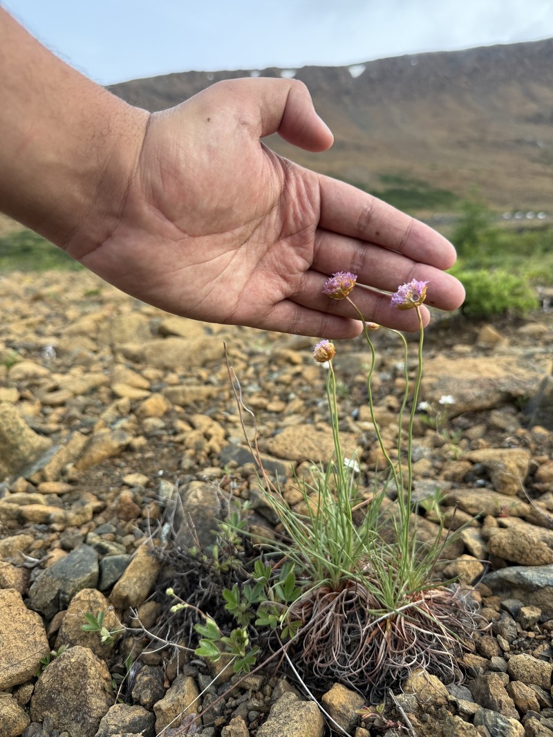 Armeria maritima subsp. sibirica photo 4