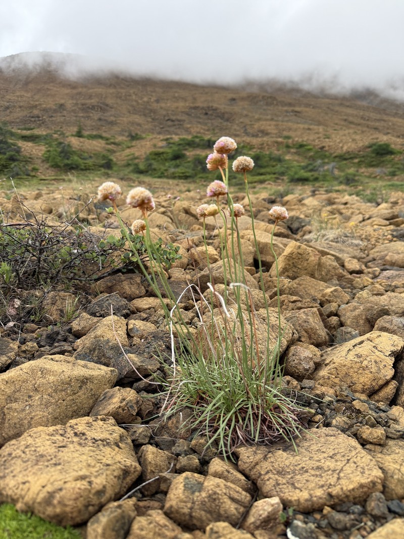 Armeria maritima subsp. sibirica photo 5