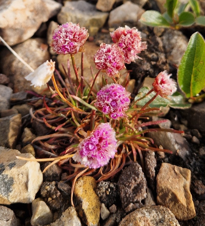 Armeria maritima subsp. sibirica photo 6