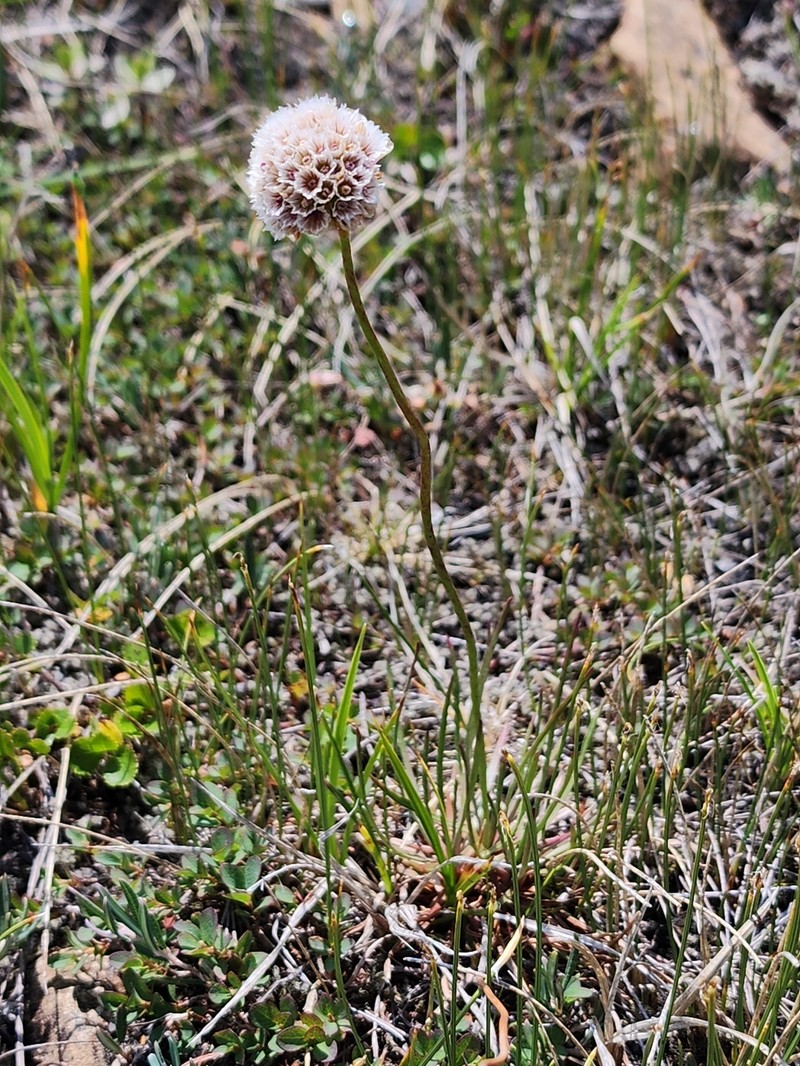 Armeria maritima subsp. sibirica photo 7
