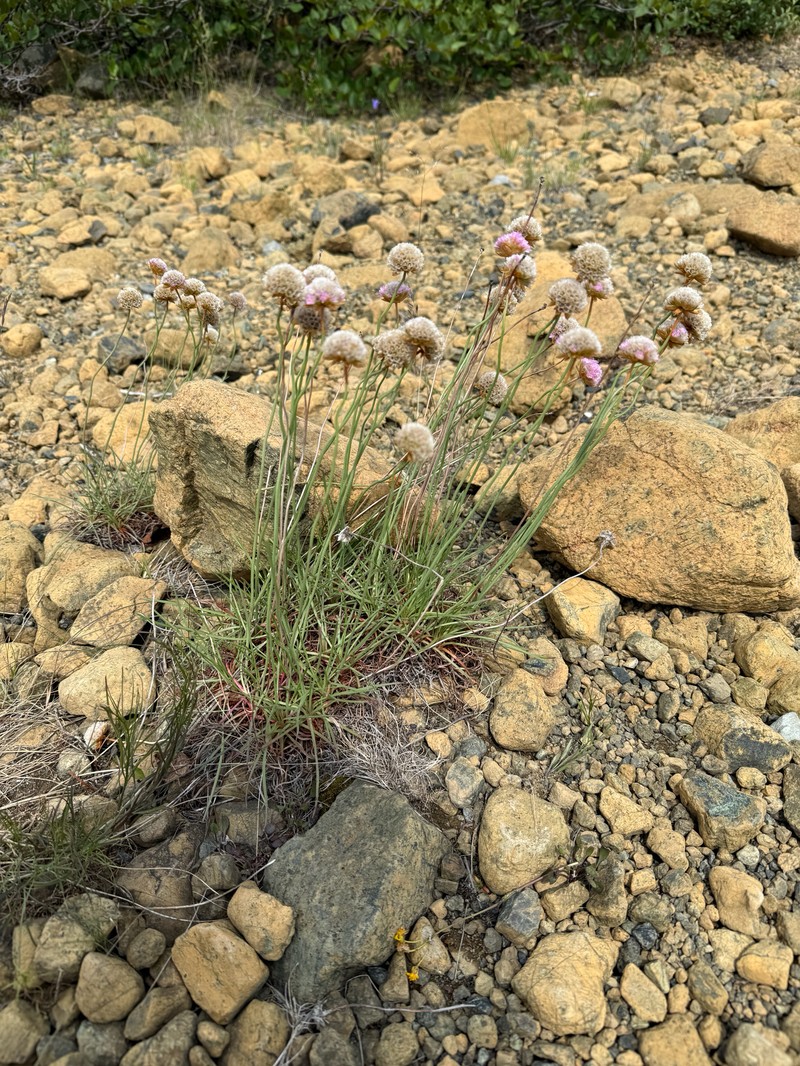 Armeria maritima subsp. sibirica photo 8
