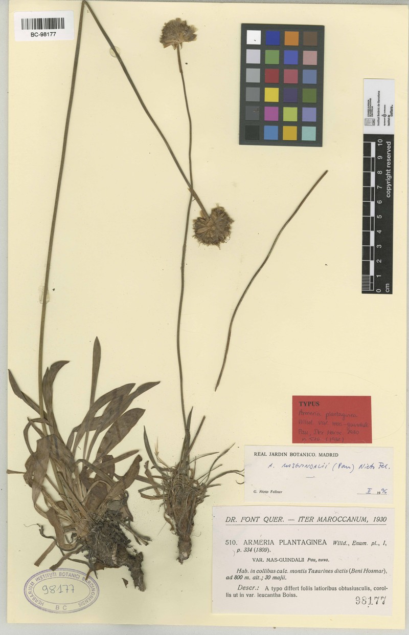 Armeria masguindalii