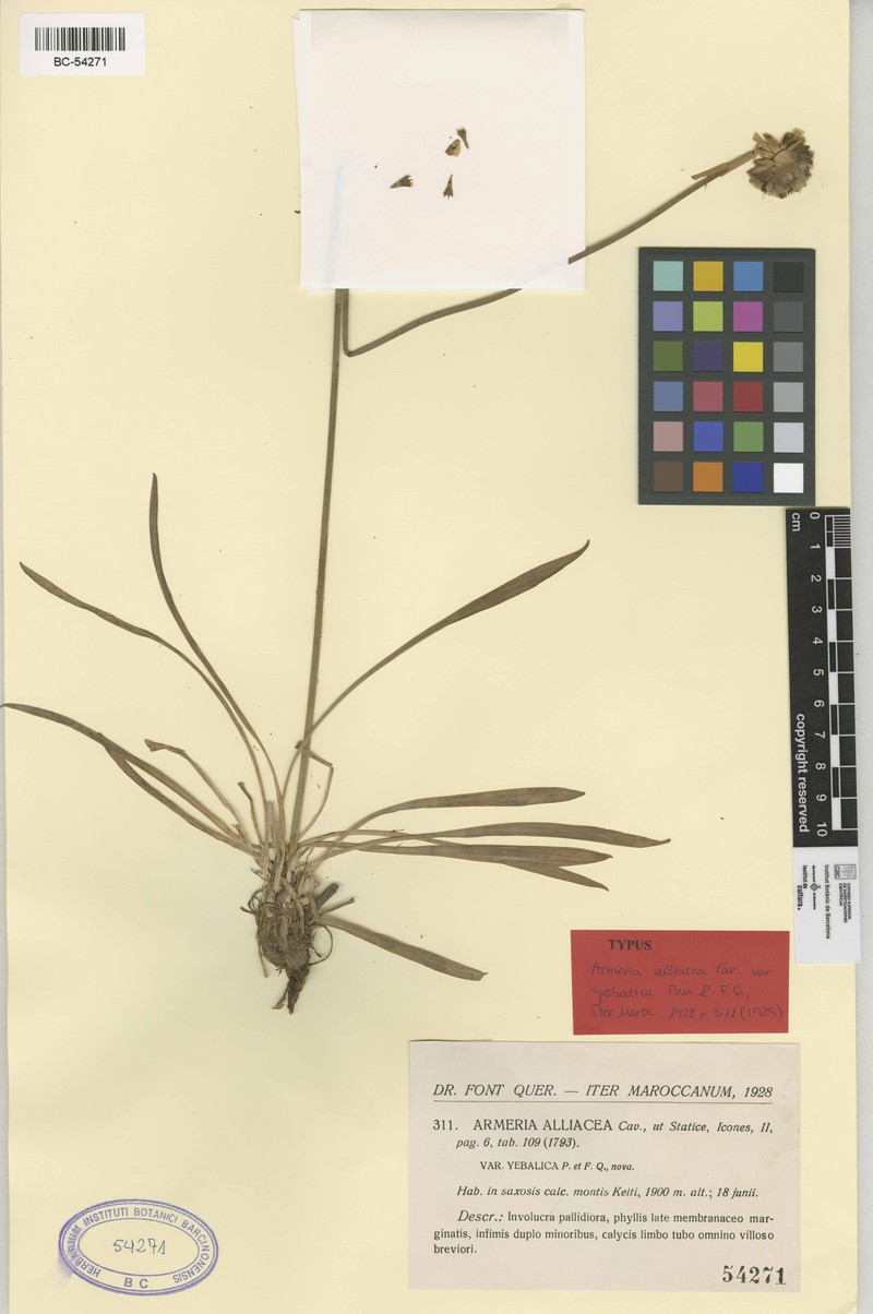 Armeria masguindalii photo 3