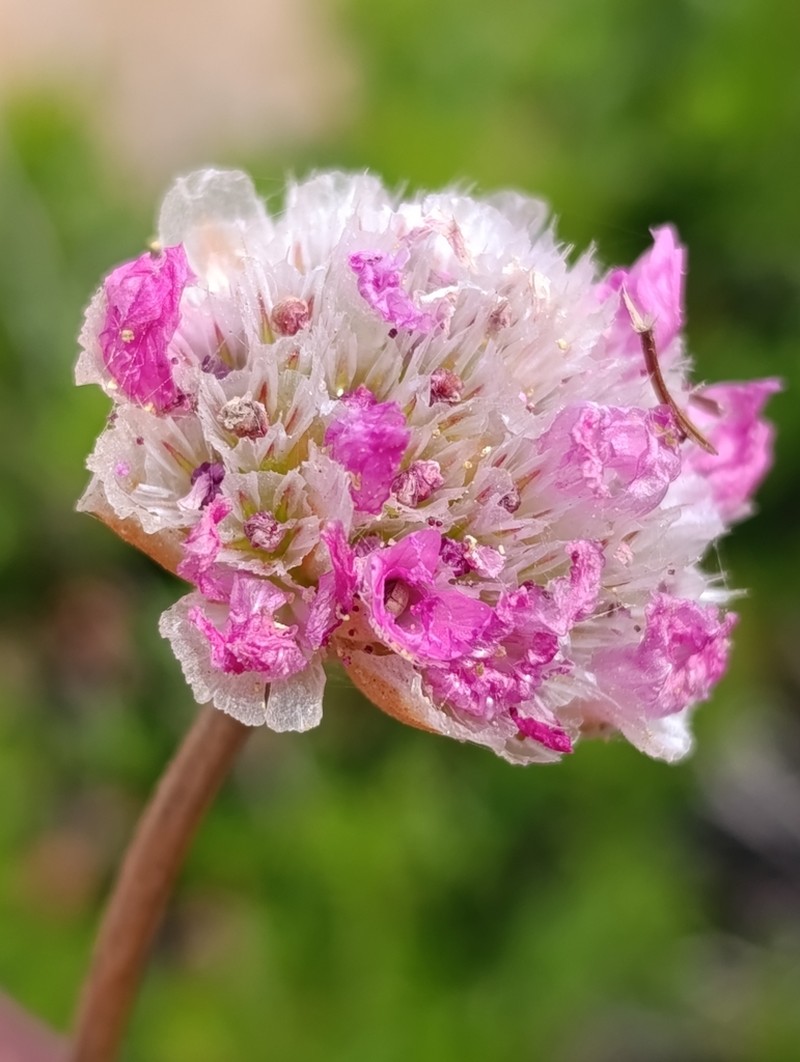 Armeria mauritanica