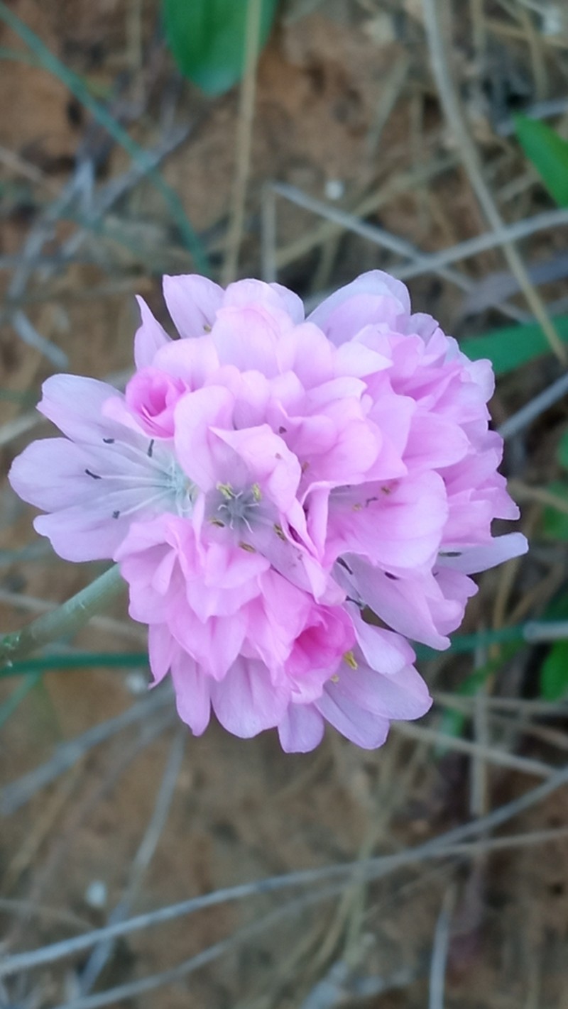 Armeria mauritanica photo 2