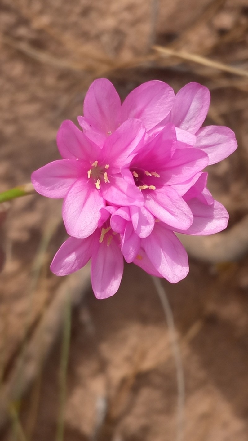 Armeria mauritanica photo 3