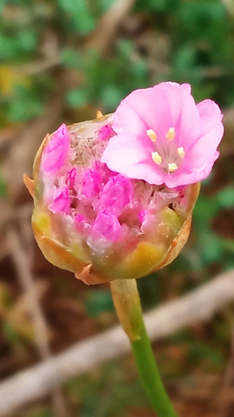 Armeria mauritanica photo 4