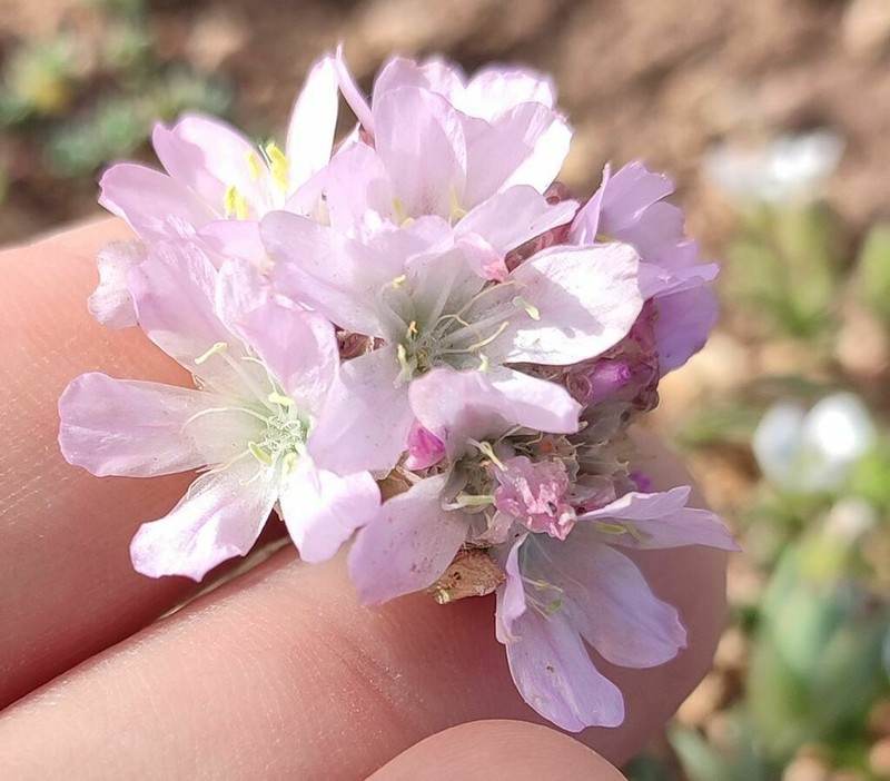 Armeria mauritanica photo 5