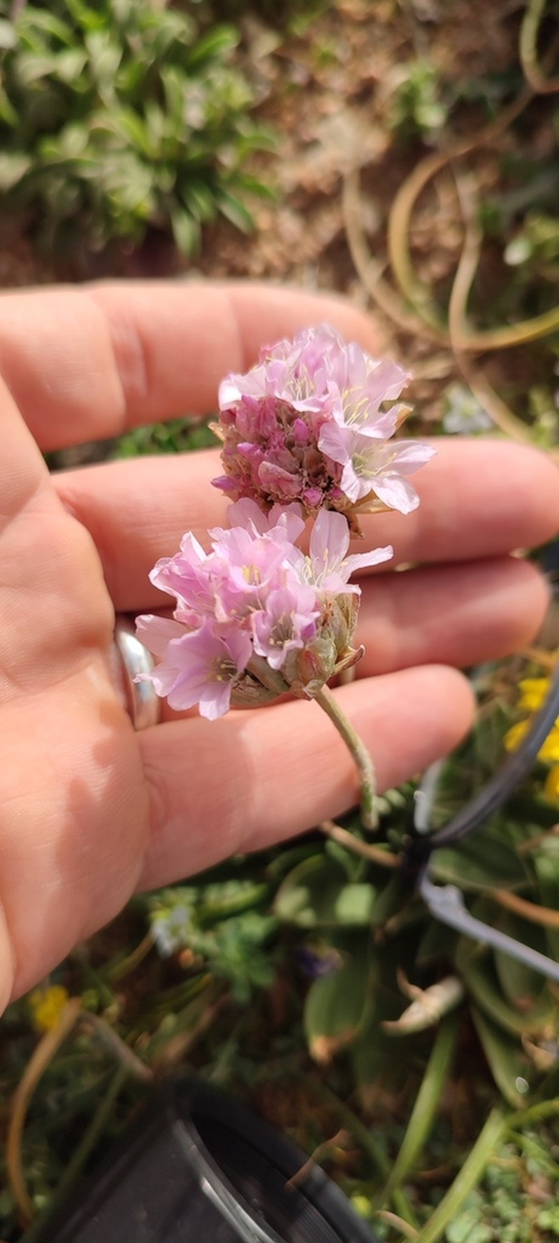 Armeria mauritanica photo 6