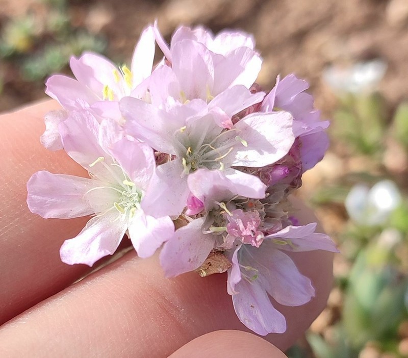 Armeria mauritanica photo 8