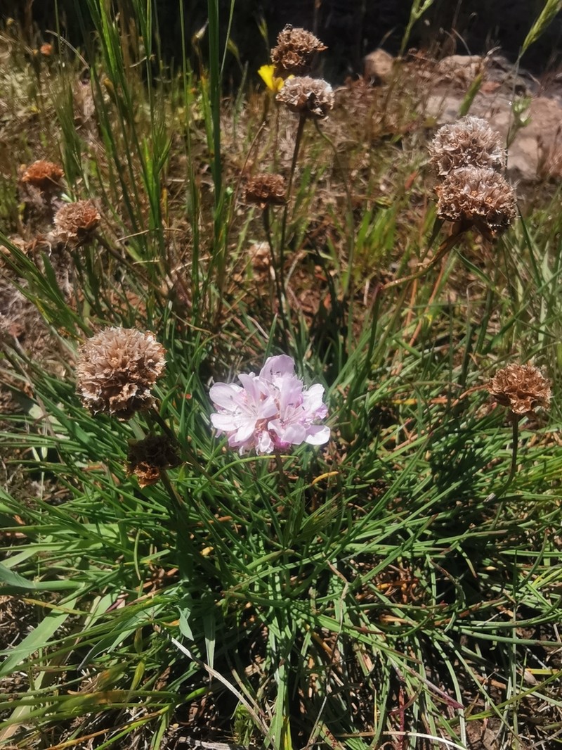 Armeria merinoi