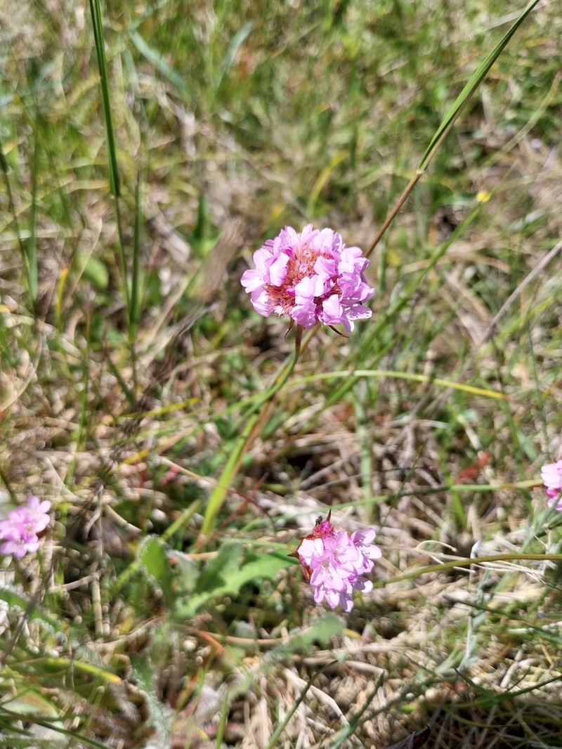 Armeria merinoi photo 2