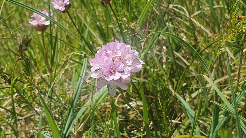 Armeria merinoi photo 3
