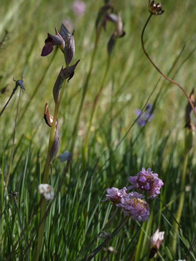 Armeria merinoi photo 4