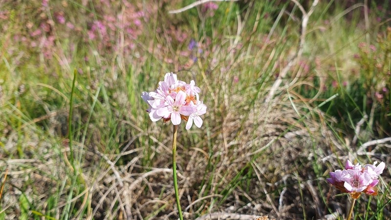 Armeria merinoi photo 5