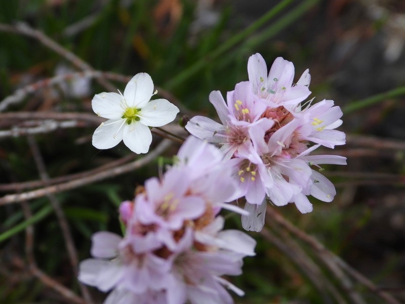 Armeria merinoi photo 6