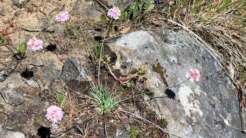 Armeria merinoi photo 7