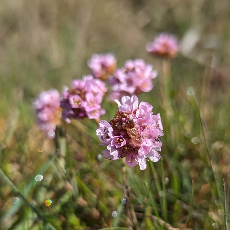 Armeria merinoi photo 8