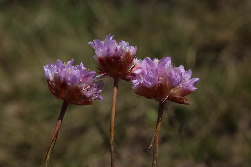 Armeria muelleri