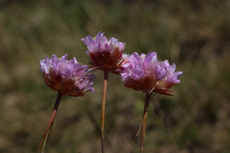 Armeria muelleri photo 2