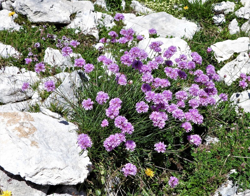 Armeria nebrodensis