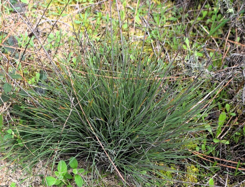 Armeria pinifolia