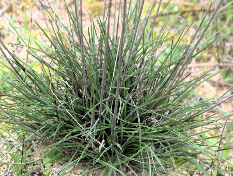 Armeria pinifolia photo 2