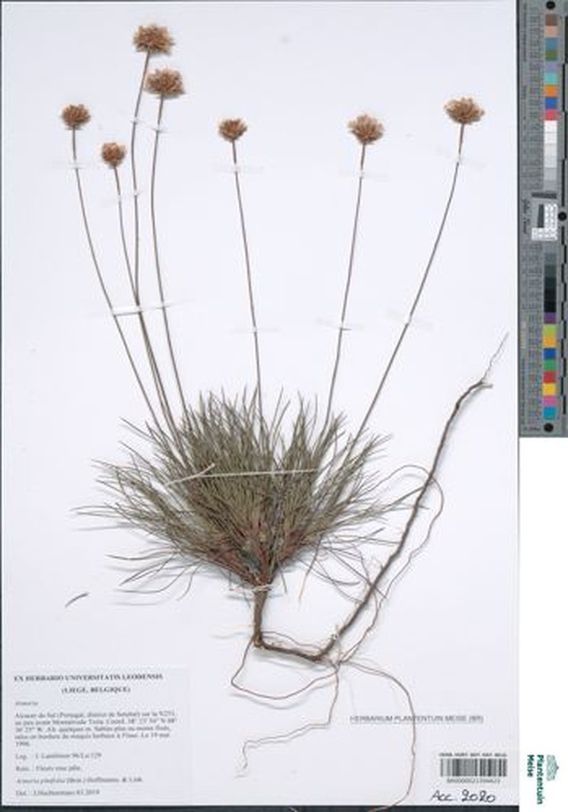 Armeria pinifolia photo 3