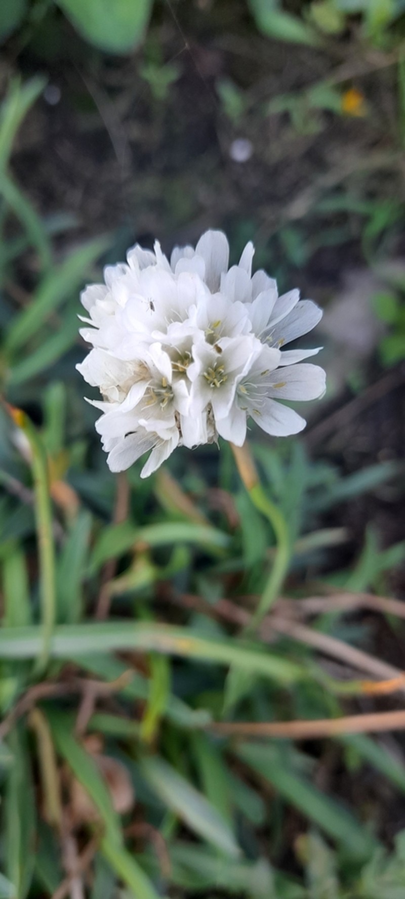 Armeria pseudarmeria
