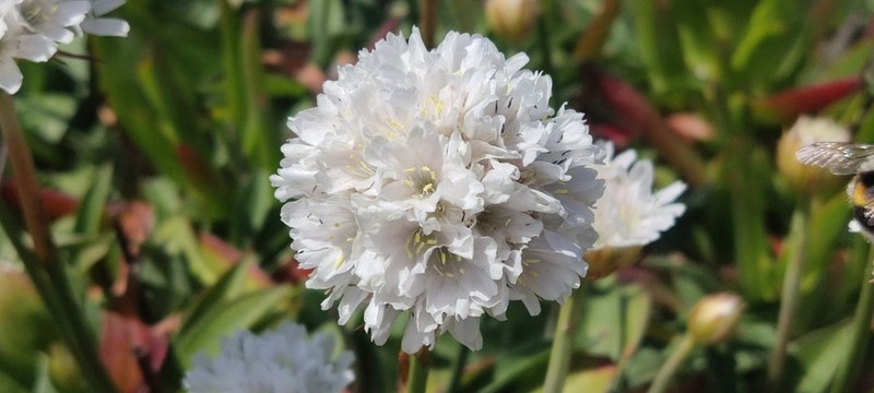 Armeria pseudarmeria photo 2