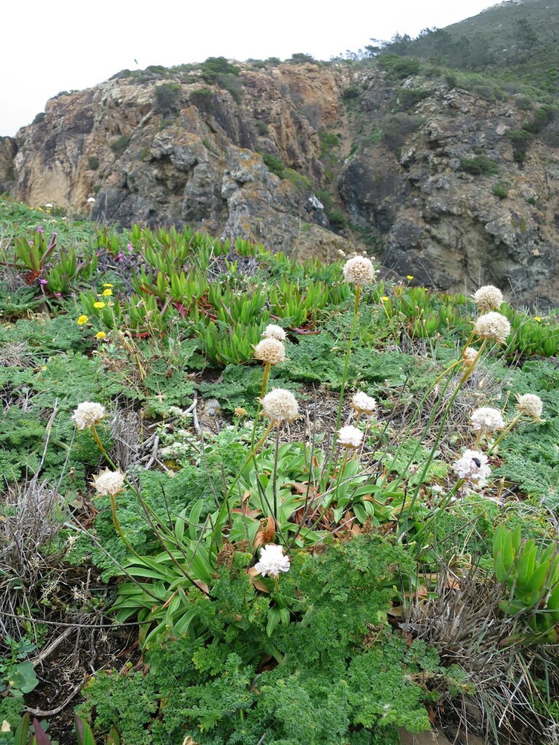 Armeria pseudarmeria photo 3