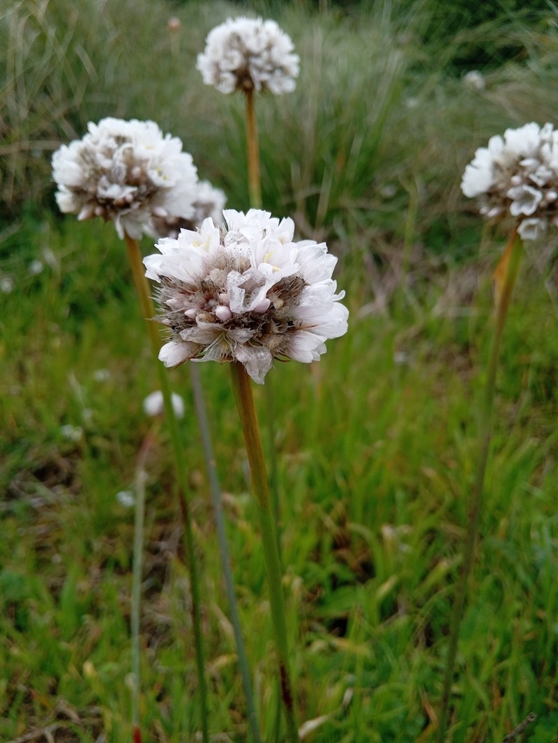 Armeria pseudarmeria photo 4